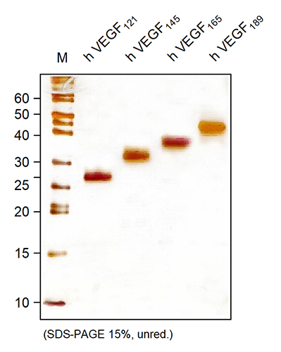 <strong>Fig. 1</strong>: SDS-PAGE analysis of recombinant human VEGF-A isoforms produced in E. coli. Samples were loaded under non-reducing conditions in 15% SDS-polyacrylamide gel and visualized with Silver stain.