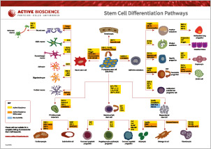 Poster: Stem Cell Differentiation Pathways