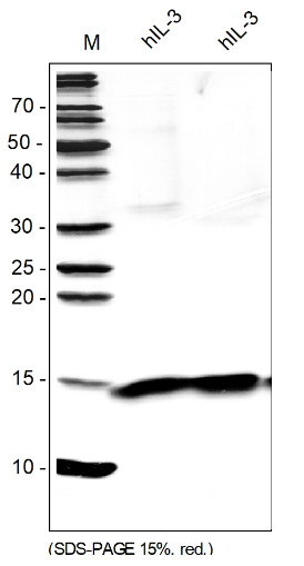 <strong>Fig. 1</strong>: SDS-PAGE analysis of recombinant human IL-3,cct-premium. Samples were loaded in 15% SDS-polyacrylamide gel under reducing conditions and visualized with Silver staining.