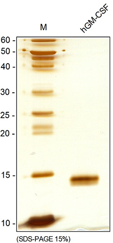 SDS-PAGE analysis of recombinant human GM-CSF. Sample was loaded in 15% SDS-polyacrylamide gel under reducing condition and stained with Silver stain.