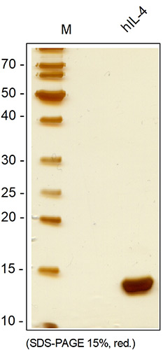 <strong>Fig. 1</strong>: SDS-PAGE analysis of recombinant human IL-4, cct-premium. Sample was loaded in 15% SDS-polyacrylamide gel under reducing conditions and stained with Silver staining.