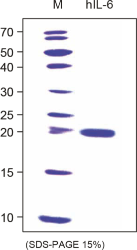 <strong>Fig. 1</strong>: SDS-PAGE analysis of recombinant human IL-6, cct-premium. Sample was loaded in 15% SDS-polyacrylamide gel under reducing conditions and stained with Coomassie blue.