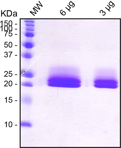 SDS-PAGE 15% under reducing conditions and visualized by Coomassie blue staining showing a band at 21 and 22 kDa (glycosylated form)