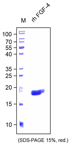 <strong>Fig. 1</strong>: SDS-PAGE analysis of recombinant human FGF-4. Sample was loaded in 15% SDS-polyacrylamide gel under reducing conditions and stained with Coomassie blue.