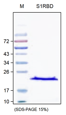 SDS-PAGE of SARS-CoV-2 Spike Protein S1 Receptor Binding Domain.